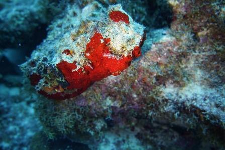 Ein Bild, das Fisch, schließen, Meeresgrund enthält.

Automatisch generierte Beschreibung