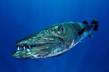 Ein Bild, das Fisch, stachelflossige Fische enthält.

Automatisch generierte Beschreibung