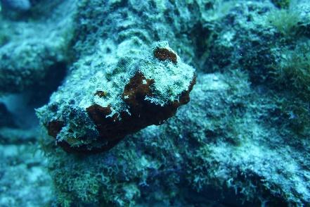 Ein Bild, das Fisch, stachelflossige Fische, Meeresgrund enthält.

Automatisch generierte Beschreibung